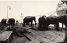 Singapore - Elephants On The Quays - REAL PHOTO - Publ. Unknown  - Singapour