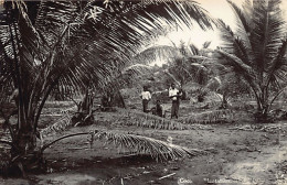 Singapore - Cocoanut Plantation - REAL PHOTO - Singapour