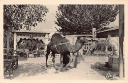 Tunisie - LA MARSA - Le Café Du Saf-Saf - Ed. R. Brunaud 13001 - Túnez