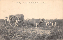 TH-AGRICULTURE-SCENE DU CENTRE-RECOLTE DES POMMES DE TERRE-N 6009-H/0373 - Landwirtschaftl. Anbau