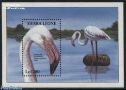 Sierra Leone 1994 Phoenicopterus Ruber S/s, Mint NH, Nature - Birds - Autres & Non Classés