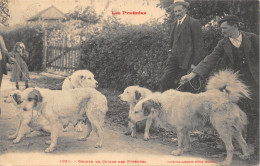 65-CHIENS DES PYRENEES-N 6010-B/0149 - Other & Unclassified