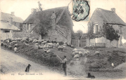 14-FOLKLORE-BERGER NORMAND-MOUTONS-N 6010-G/0297 - Sonstige & Ohne Zuordnung