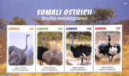 Gambia 2020 Somali Ostrich 4v M/s, Mint NH, Nature - Birds - Gambie (...-1964)