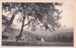 Ferrieres - BURNONTIGE -  Une Vue Vers Le Trou De Ferrieres - Ferrières