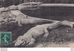 Z1-75) PARIS - JARDIN DES PLANTES - CAIMANS A MUSEAU DE BROCHET ( ALLIGATOR MISSISSIPENSIS) LOUISIANE - Parks, Gardens