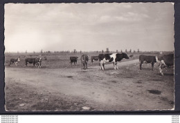 Z7-85) VOUILLE LES MARAIS (VENDEE) LE COMMUNAL  - ( VACHES - 2 SCANS ) - Autres & Non Classés