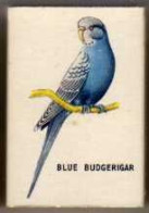 Boite D'Allumettes - ANGLETERRE/ ENGLAND - PERROQUET / PARROT - BLUE BUDGERIGAR - Cajas De Cerillas (fósforos)