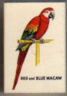 Boite D'Allumettes - ANGLETERRE/ ENGLAND - PERROQUET / PARROT - RED AND BLUE MACAW - Boites D'allumettes