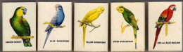 5 Boites D'Allumettes - ANGLETERRE/ ENGLAND - PERROQUETS / PARROT - Boites D'allumettes