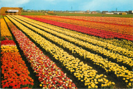 Greetings From Holand Netherlands Tulip Flower Bed - Autres & Non Classés