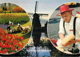 Greetings From Holand Netherlands Windmill Cheese Market Tulip - Autres & Non Classés