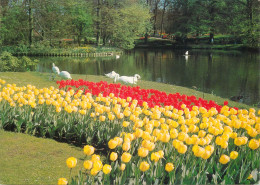 Greetings From Holand Netherlands Tulip Field Swan - Autres & Non Classés