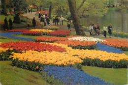 Greetings From Holand Netherlands Tulip Field - Other & Unclassified