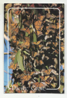 Monarch Butterflies In US, Monterey Peninsula. - Schmetterlinge