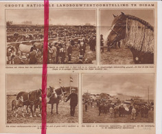 Didam - Tentoonstelling Landbouw - Orig. Knipsel Coupure Tijdschrift Magazine - 1925 - Unclassified