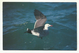 Heermann's Gull (Larus Heermanni), San Ignacio, Mexico, Mailed In United States, 1991. - Birds