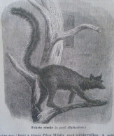D203517  P544  Lemur Niger  -The Black Lemur -Eulemur Macaco- Madagascar  - Woodcut From A Hungarian Newspaper   1866 - Prints & Engravings