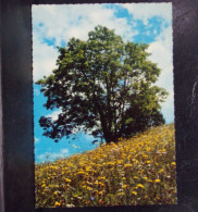 406 . ARBRE . FLEURS . PAYSAGE - Sonstige & Ohne Zuordnung