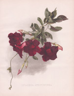 Dipladenia Atropurpurea - Rocktrumpet Mandevilla / Brasil Brazil Brasilien / Flower Blume Flowers Blumen / Pfl - Estampes & Gravures