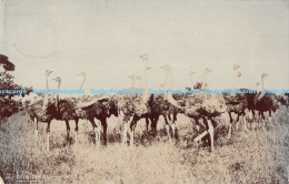 R176512 Ostriches. N. 138. Sapsco. RP - Monde