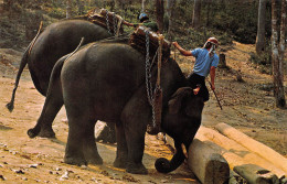 North Thailand - Two Trained Elephants Lifting A Heavy Teak-Wood Log In The Forest Of CHIANG-MAI (Chiengmai) - Thaïlande
