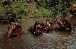 North Thailand - CHIANG-MAI - Three Elephants Are Bathing In A Stream In The Jungle - Thailand