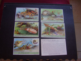 Original Old Cards Chromos Liebig S 1456 Les Céphalopodes Complet - Liebig
