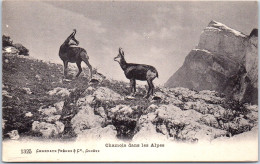 05 CHAMOIS DES ALPES Carte Postale Ancienne /REF -VP0183 - Other & Unclassified