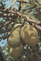 X116634 ILE DE LA REUNION OCEAN INDIEN FRUITS DU JACQUIER - Autres & Non Classés