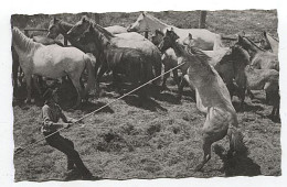 X125164 GARD AIGUES MORTES ? LE GRAU DU ROI ? CAPTURE D' UN CHEVAL CAMARGUAIS SAUVAGE CAMARGUE GARDIAN - Aigues-Mortes