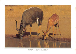 SOUTH AFRICA NYALA - Südafrika