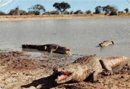 CONGO CROCODILES - Other & Unclassified