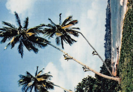 ALGERIE SCENES ET TYPES NOIX DE COCO - Szenen