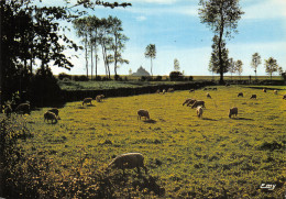 50 LE MONT SAINT MICHEL LES MOUTONS - Le Mont Saint Michel