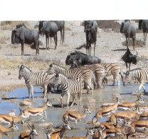 NAMIBIA - Namibie