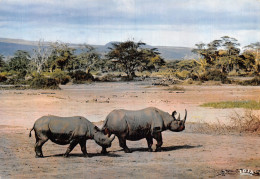 ALGERIE SCENES ET TYPES RHINOCEROS - Escenas & Tipos