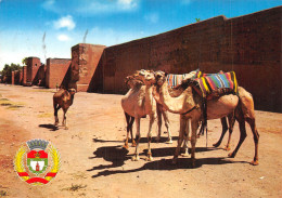 MAROC MARRAKECH - Marrakesh