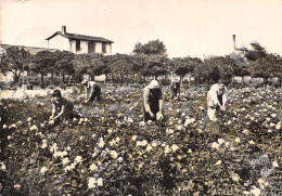 06 LA CUEILLETTE DES ROSES - Autres & Non Classés