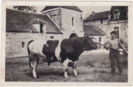 Ancienne CARTE PHOTO - Paysan Exhibant Son Taureau Devant Une Ferme - Breeding