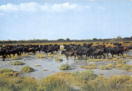 13 LA CAMARGUE MANADE DE TAUREAUX - Autres & Non Classés