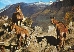 65 PYRENEES FAMILLE D ISARDS - Autres & Non Classés