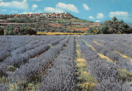 13 PROVENCE ET SES CHAMPS DE LAVANDE - Autres & Non Classés