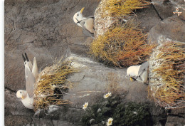 29 BRETAGNE MOUETTES TRIDACTYLES SUR LE NID - Autres & Non Classés