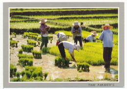 CPSM 10.5 X 15 Thaïlande (73) Cultivation Of The Rice In Thailand Making The Tender Rice Plants Into * - Thaïlande