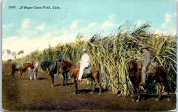 CUBA - A Sugar Cane Field  - Autres & Non Classés