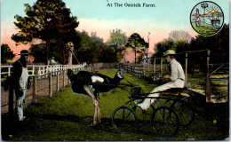 ETATS UNIS - At The Ostrich Farm  - Other & Unclassified