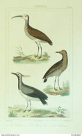 Gravure Vauthier-Buffon 'Courlieu' Pluvier Doré' Vanneau' 1833 - Stiche & Gravuren