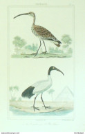 Gravure Vauthier-Buffon 'Ibis Blanc' Courlis' 1833 - Stiche & Gravuren