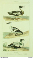 Gravure Vauthier-Buffon 'Harle' Piette' Eider 1833 - Estampes & Gravures